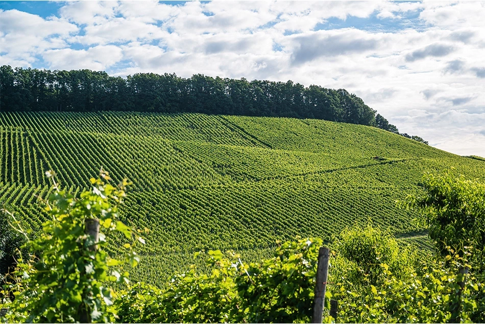Ein grüner Weinberg erstreckt sich über einen Hügel unter einem bewölkten Himmel.