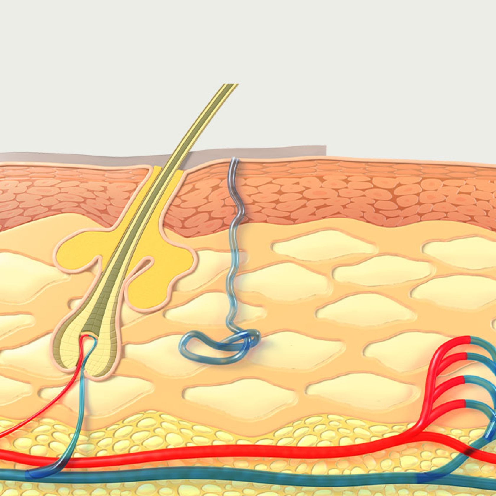 Skin cross-section with hair follicle, blood vessels, and nerve fibers